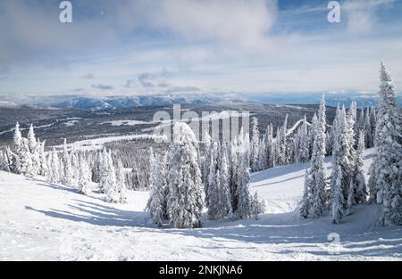 Foto von schneebedeckten Kiefern in der Kolumbianischen Bergkette in British Columbia an einem bitterkalten Tag. Stockfoto