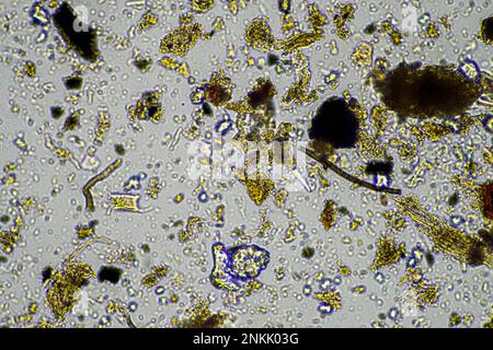 Bodenmikroorganismen in einer Bodenprobe, Bodenpilze und Bakterien in einem Regenerationsbetrieb im Kompost. Pilzhyphae im Bodenversuch. In australien Stockfoto