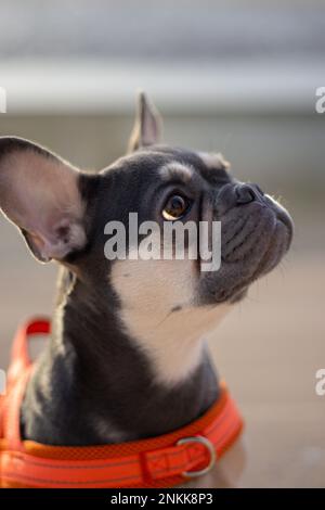 Echte Hundeporträts Stockfoto