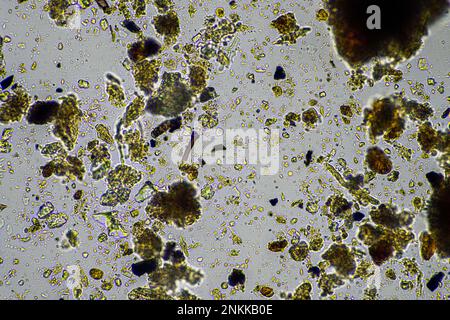 Bodenmikroorganismen in einer Bodenprobe, Bodenpilze und Bakterien in einem Regenerationsbetrieb im Kompost. Pilzhyphae im Bodenversuch. In australien Stockfoto