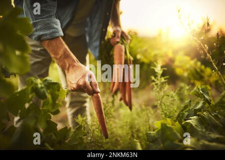 Vom Land leben. Unerkennbare Handfotos mit einem Haufen Karotten und grüner Vegetation im Hintergrund. Stockfoto