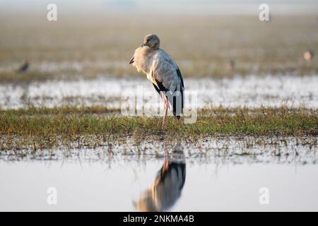 Asiatischer Storchvogel, der in seinem Lebensraum ruht. Stockfoto