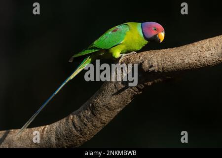 Porträt eines Papageiensittichs, der auf einem Zweig mit dunklem Hintergrund steht Stockfoto