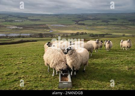 Hoch über der langen Preston Villa mit Blick auf die Biegungen im River Ribble und auf den Forest of Bowland dahinter Stockfoto