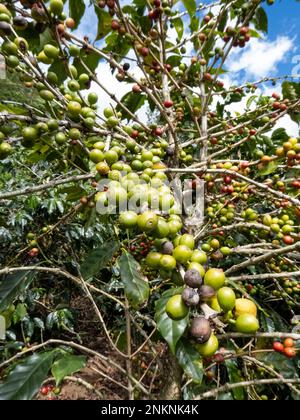 Kaffeebohnen in verschiedenen Reifungszuständen, die auf einer Plantage in Alajuela Costa Rica wachsen Stockfoto