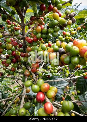 Kaffeebohnen in verschiedenen Reifungszuständen, die auf einer Plantage in Alajuela Costa Rica wachsen Stockfoto