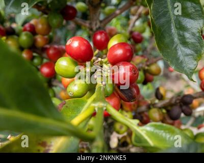 Kaffeebohnen in verschiedenen Reifungszuständen, die auf einer Plantage in Alajuela Costa Rica wachsen Stockfoto