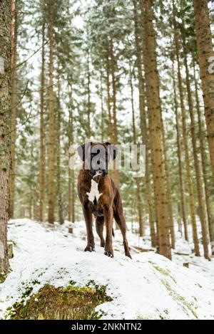 Boxer Dog steht auf Felsen im verschneiten Wald Stockfoto