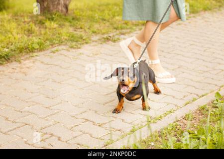 Frau geht mit dem Hund an der Leine im Park. Dackel bellen in der Nähe der Füße einer Frau. Wütender Hund Stockfoto