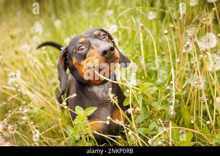 Porträt eines süßen Dackelhundes auf einem Löwenzahnfeld. Stockfoto