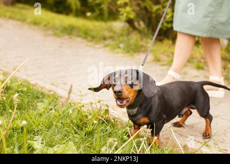 Frau geht mit dem Hund an der Leine im Park. Dackel bellen in der Nähe der Füße einer Frau. Stockfoto