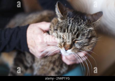 Der Besitzer streichelt seine graue, süße Katze. Stockfoto