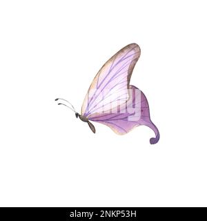 Realistischer, violetter Schmetterling mit detaillierten Flügeln auf weißem Hintergrund. Aquarell handgezeichnete realistische Insektenlustration für Design-Banner, Pos. Stockfoto