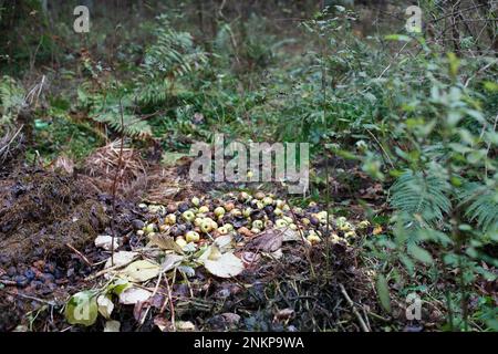 Mit beschädigten Äpfeln stapeln. Garten- und Lebensmittelabfälle, Kompost. Ein Haufen fauler Äpfel auf dem Boden in der Natur, der Äpfel im Wald zersetzt Stockfoto