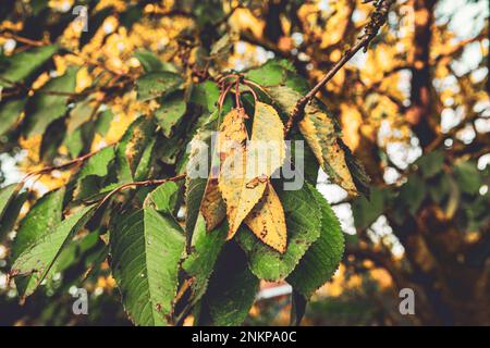 Blätter auf Kirschbäumen wechseln im Herbst die Farbe Stockfoto