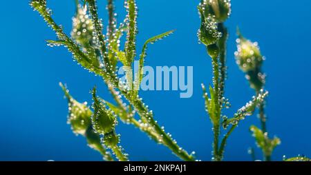 Weiße Rose unter Wasser mit Luftblasen auf blauem Hintergrund Stockfoto