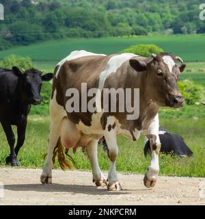 Kühe kommen an einem Sommertag auf dem Land von der Weide Stockfoto