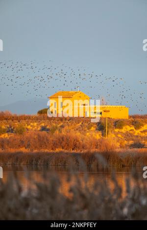 Nördlicher Lapwing (Vanellus vanellus) im Flug vor Cal Sinén, Estany d'Ivars - Vilasana. Lleida, Katalonien, Spanien, Europa. Stockfoto