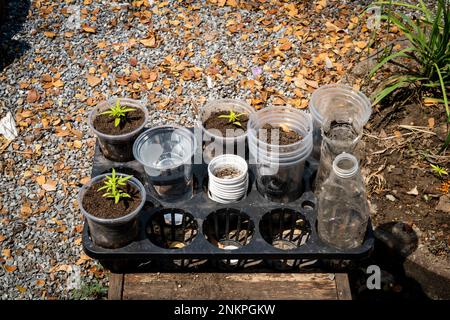 Lad Krabang, Thailand, 24/02/2023, Juvenile Cannabispflanzen sind in der Sonne auf der Straße zu sehen. Das tägliche Leben rund um Lad Krabang, ein Wohnviertel in der Nähe des internationalen Flughafens Suvarnabhumi, in East Bangkok, Thailand, am 24. Februar 2022. Stockfoto