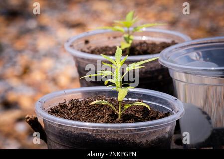 Lad Krabang, Thailand, 24/02/2023, Eine junge Marihuana-Pflanze ist in der Sonne auf der Straße zu sehen. Das tägliche Leben rund um Lad Krabang, ein Wohnviertel in der Nähe des internationalen Flughafens Suvarnabhumi, in East Bangkok, Thailand, am 24. Februar 2022. Stockfoto