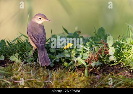 Im Frühling an einem Teich sitzender Sumpfstümpler (Acrocephalus palustris). Stockfoto