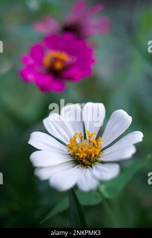 zinnia elegans wilde Blume Stockfoto