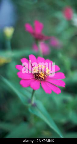 zinnia elegans wilde Blume Stockfoto