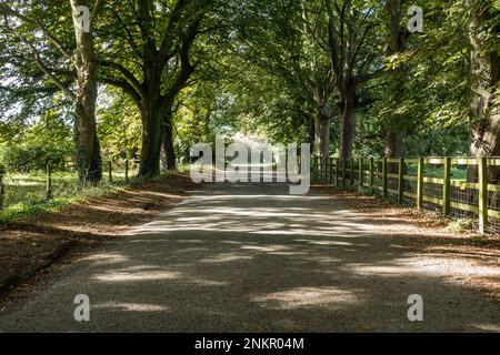 Die Newbold Lane führt durch eine Straße mit Kastanienbäumen (Aesculus hippocastanum) und Holzzaun, Somerby, Leicestershire, England, Großbritannien Stockfoto