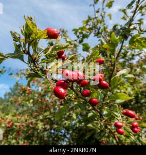 Nahaufnahme von leuchtend roten/purpurroten Weißdornbeeren, die im Weißdornbusch (Crataegus monogyna) wachsen, im September, Leicestershire, England, Großbritannien Stockfoto