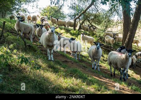 Schafherde, die auf einer schrägen Grasbank zwischen Bäumen in kleinen Waldkappen steht und in die Kamera schaut, Leicestershire, England, Großbritannien Stockfoto