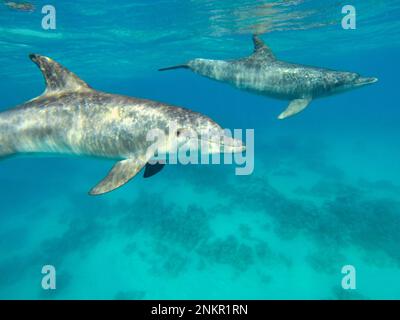 Nahaufnahme eines Delfins, Lichtflecken auf seiner Haut, ein weiterer Delfin im Hintergrund. Stockfoto