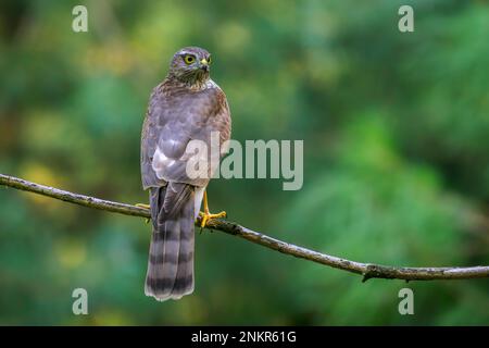 Der eurasische Sparrowhawk (Accipiter nisus) auf einem Ast, Niederlande Stockfoto