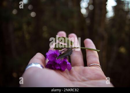 Nahaufnahme der violetten Ruellienblüten auf weiblicher Palme Konzeptfoto Stockfoto