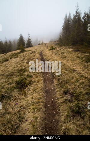 Waldweg durch die Berge von Dragobrat Foto Stockfoto