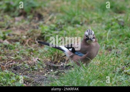 Eurasian Jay im Garten Stockfoto