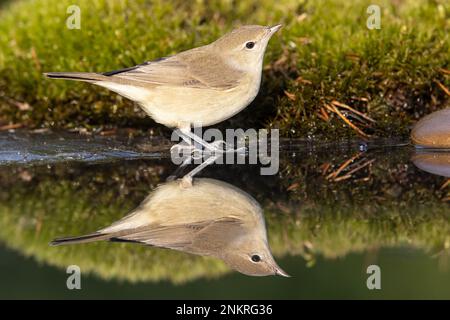 Holzstampfer, Phylloscopus sibilatrix. Ein wunderschöner Vogel schwimmt und sieht die Reflexion im Wasser Stockfoto