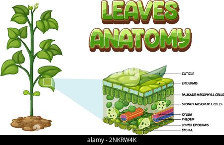 Darstellung des inneren Aufbaus des Blattdiagramms Stock Vektor