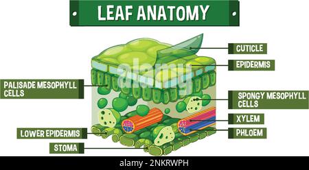Darstellung des inneren Aufbaus des Blattdiagramms Stock Vektor