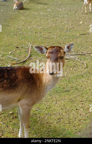 Schwarzhirsche aus nächster Nähe durch die Gasse, bedeckt mit heruntergefallenen Blättern. Natur der Tierwelt. Stockfoto