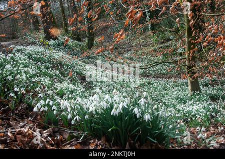 Im Vereinigten Königreich – Schneeglöckchen in Blüten in Astley Park, Chorley, Lancashire. Erste Anzeichen des Frühlings Stockfoto