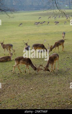 Zwei männliche Damhirsche, die im Tal durch die Hirschherde kämpfen. Natur der Tierwelt Stockfoto