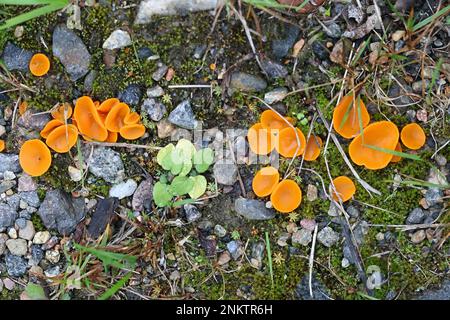 Aleuria aurantia, bekannt als der Orangenschalen-Pilz, Wildpilz aus Finnland Stockfoto