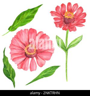 Handgezeichnete Aquarelle Zinnien und Blätter. Ein kleiner Teil des großen VOGELGARTENS Stockfoto