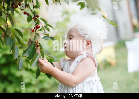 Ein hübsches kleines Mädchen bis zu einem Jahr steht im Sommer auf einem Kirschgarten und pflückt reife rote Kirschen von einem Ast. Gesunde Ernährung von Kindern Stockfoto