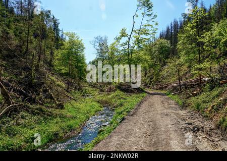 Im Silberbachtal Tal Stockfoto