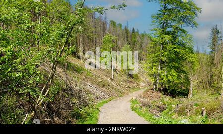 Im Silberbachtal Tal Stockfoto