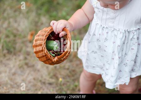 Ein kleines Mädchen hält einen Korb mit zappelnden Kirschen. Gesunder Lebensstil. Kulinarische Rezepte mit Kirschen für Kinder. Stockfoto