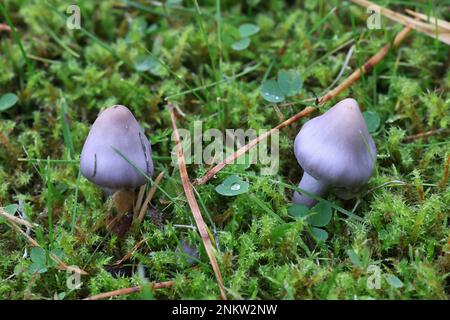 Inocybe lilacina (Inocybe geophylla var. lilacina), bekannt als Lilac FiberCap, Wildpilze aus Finnland Stockfoto