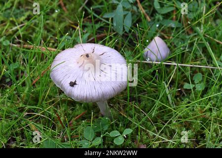 Inocybe lilacina (Inocybe geophylla var. lilacina), bekannt als Lilac FiberCap, Wildpilze aus Finnland Stockfoto