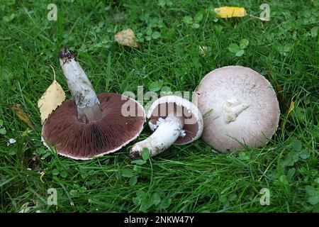 Agaricus campestris, allgemein bekannt als Ackerpilz oder Wiesenpilz, wilder essbarer Pilz aus Finnland Stockfoto